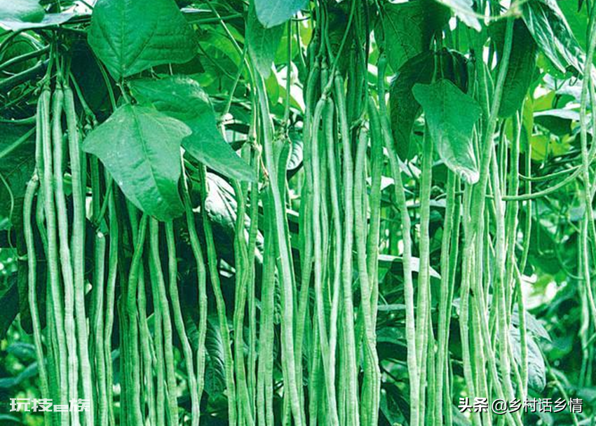 夏天可以种什么菜最合适(适合种植五种高产蔬菜品种)-图片1